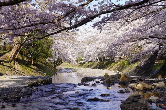 京都_桜_2020_43　七谷川　No33