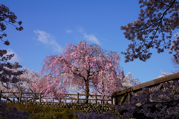 京都_桜_2020_43　七谷川　No34