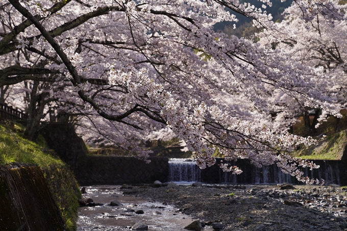 京都_桜_2020_43　七谷川　No35