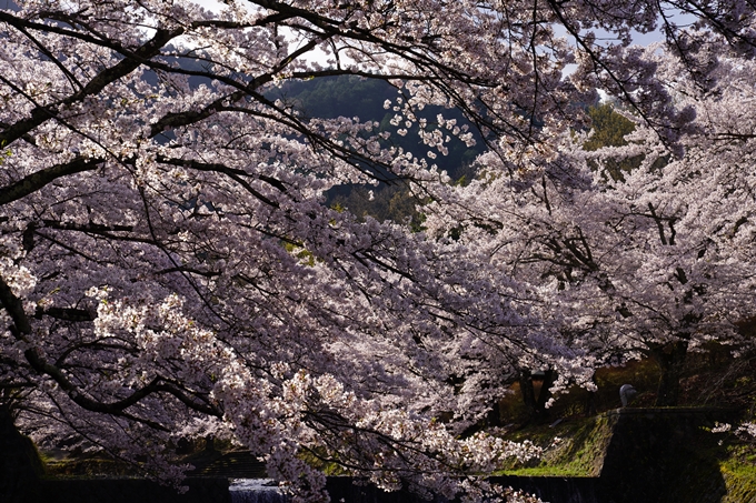 京都_桜_2020_43　七谷川　No36