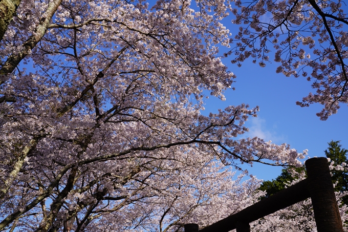 京都_桜_2020_43　七谷川　No37