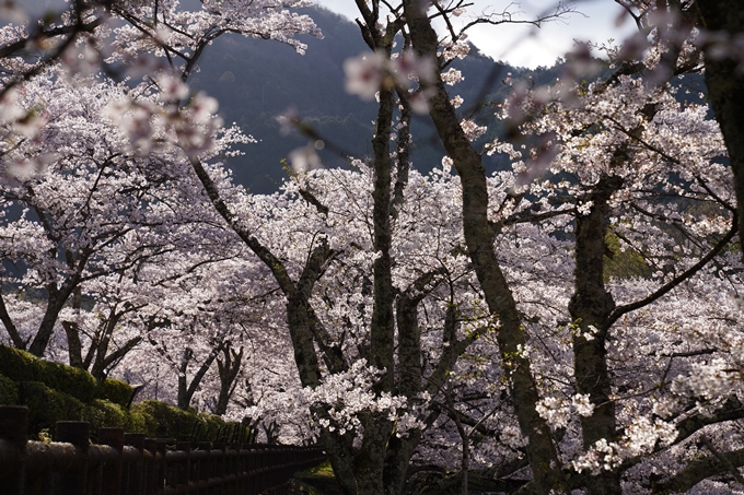 京都_桜_2020_43　七谷川　No38