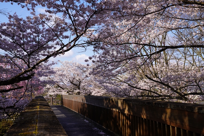 京都_桜_2020_43　七谷川　No39