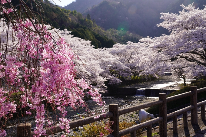 京都_桜_2020_43　七谷川　No40