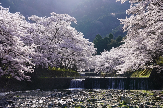 京都_桜_2020_43　七谷川　No41