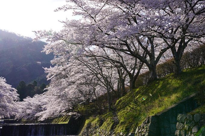 京都_桜_2020_43　七谷川　No42