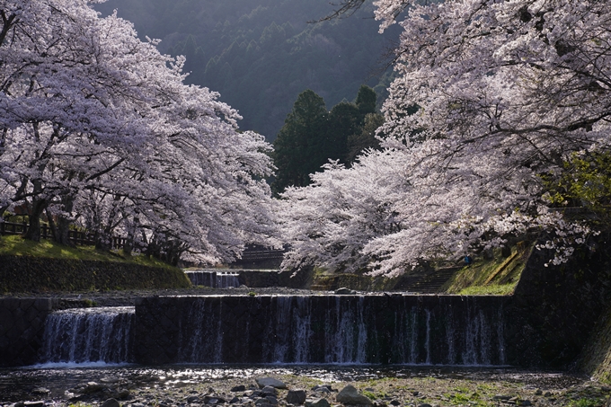 京都_桜_2020_43　七谷川　No43