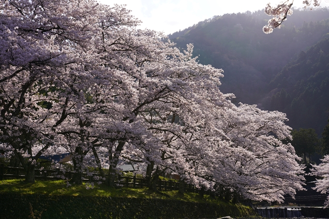 京都_桜_2020_43　七谷川　No44