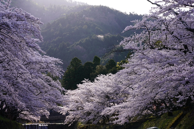 京都_桜_2020_43　七谷川　No45