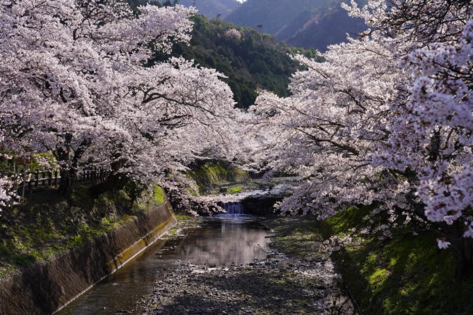 京都_桜_2020_43　七谷川　No46