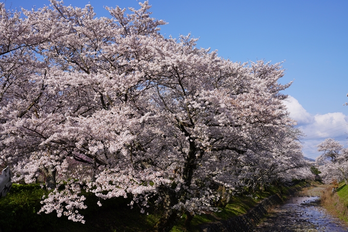 京都_桜_2020_43　七谷川　No47