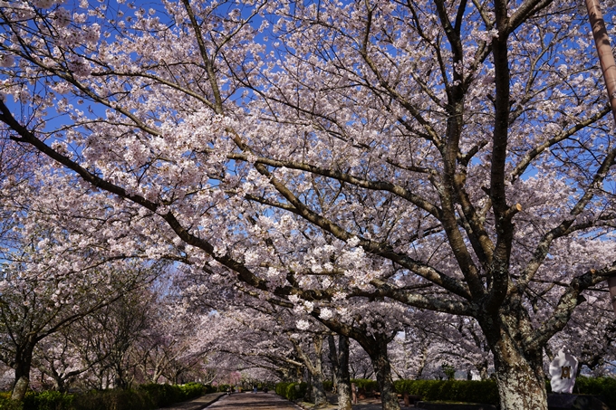 京都_桜_2020_43　七谷川　No48