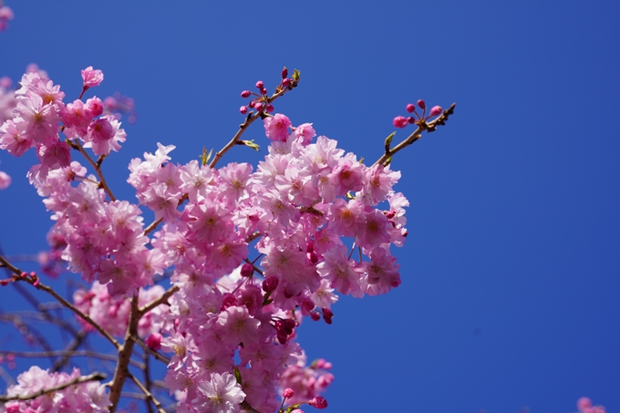 京都_桜_2020_43　七谷川　No49