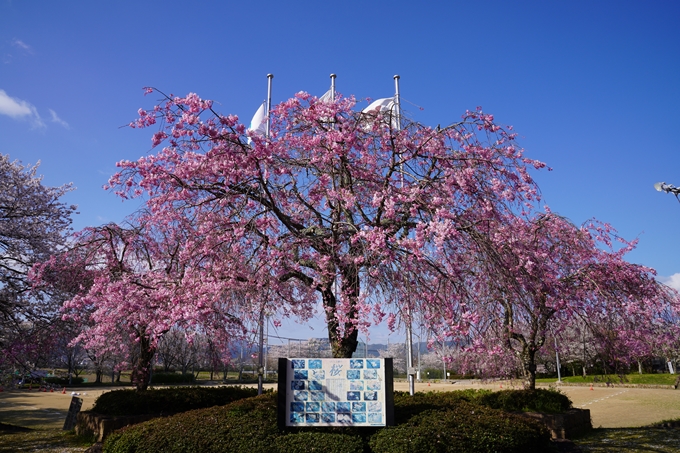 京都_桜_2020_43　七谷川　No50