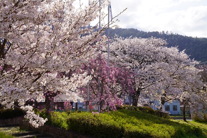 京都_桜_2020_43　七谷川　No51