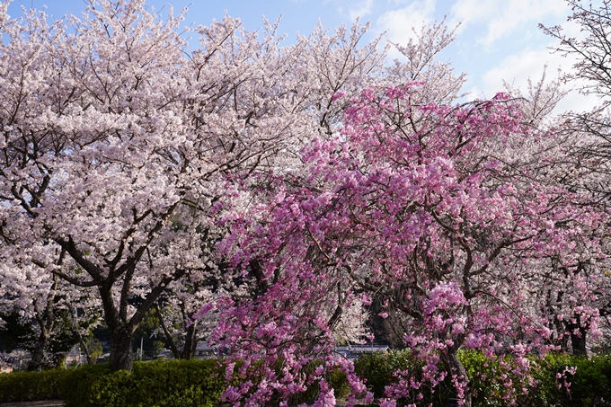 京都_桜_2020_43　七谷川　No52