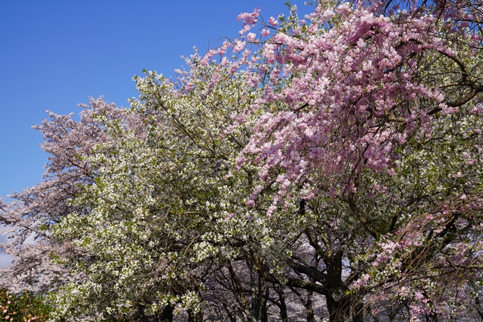 京都_桜_2020_43　七谷川　No53