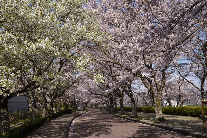 京都_桜_2020_43　七谷川　No54