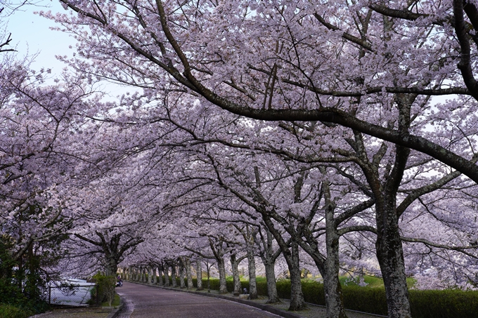 京都_桜_2020_43　七谷川　No55