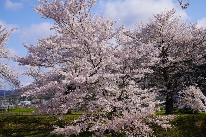 京都_桜_2020_43　七谷川　No56