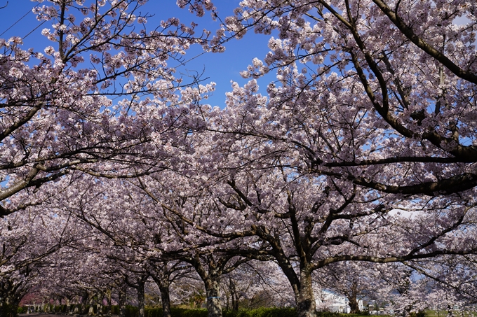 京都_桜_2020_43　七谷川　No57