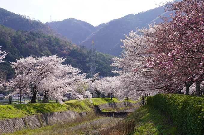 京都_桜_2020_43　七谷川　No58