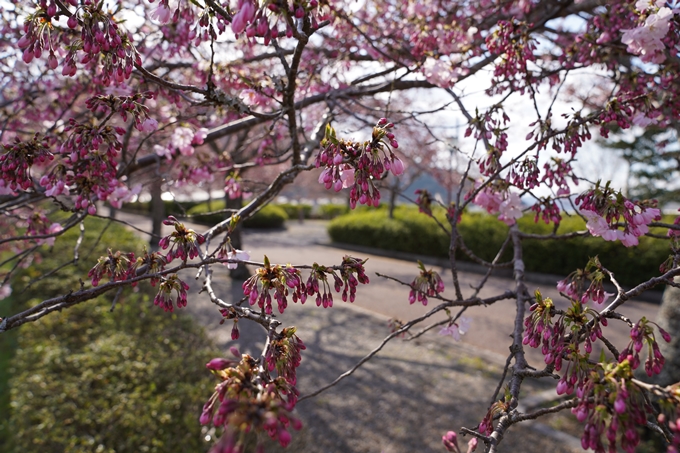 京都_桜_2020_43　七谷川　No59