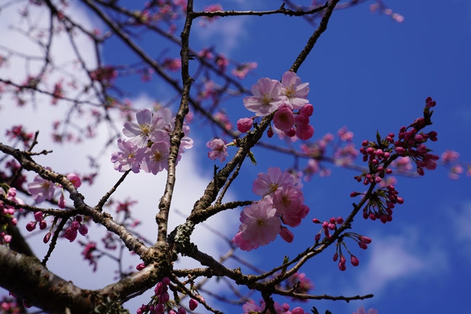 京都_桜_2020_43　七谷川　No60