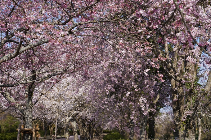 京都_桜_2020_43　七谷川　No61