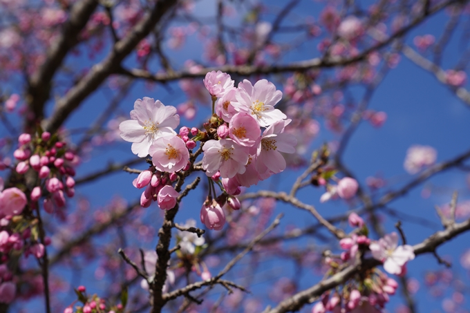 京都_桜_2020_43　七谷川　No62