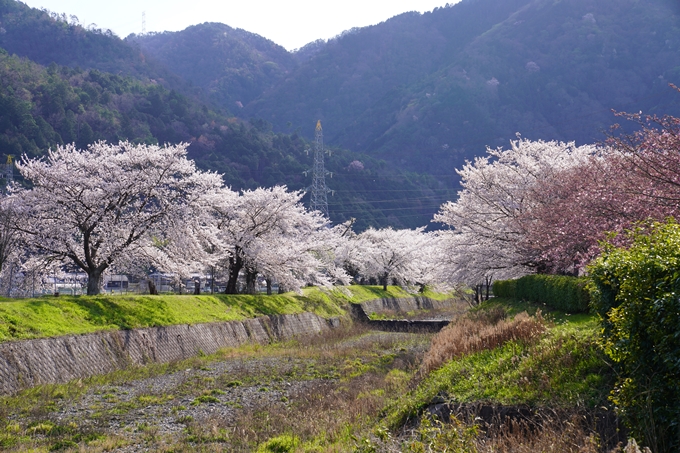 京都_桜_2020_43　七谷川　No63