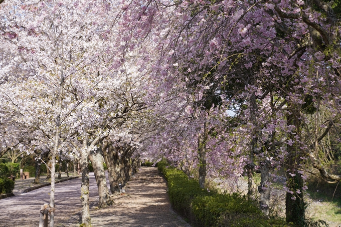 京都_桜_2020_43　七谷川　No64