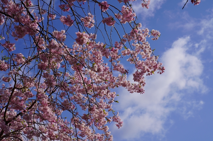 京都_桜_2020_43　七谷川　No65