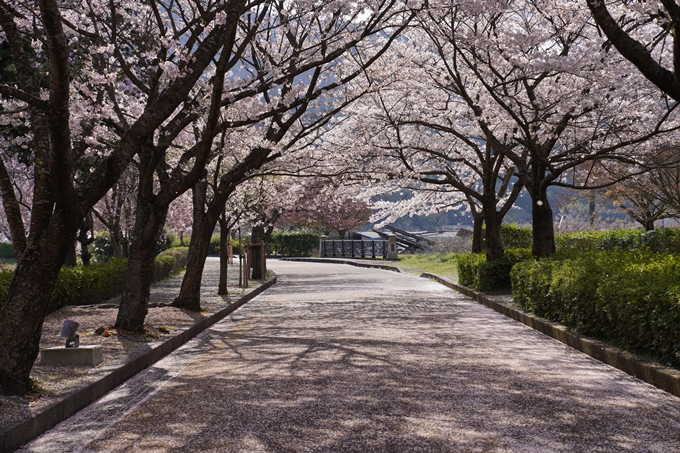 京都_桜_2020_43　七谷川　No66