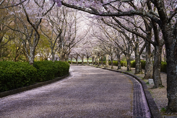 京都_桜_2020_43　七谷川　No67