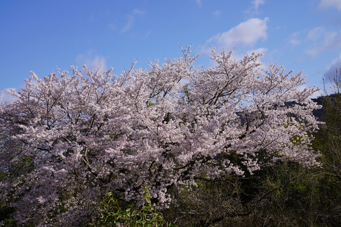 京都_桜_2020_43　七谷川　No68