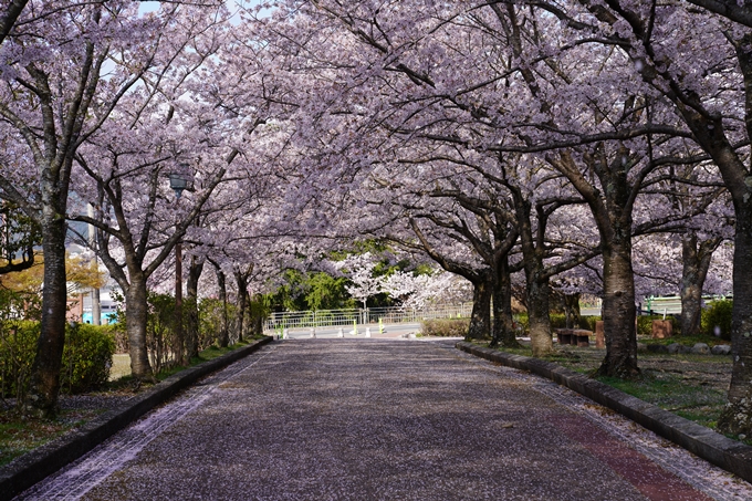 京都_桜_2020_43　七谷川　No69