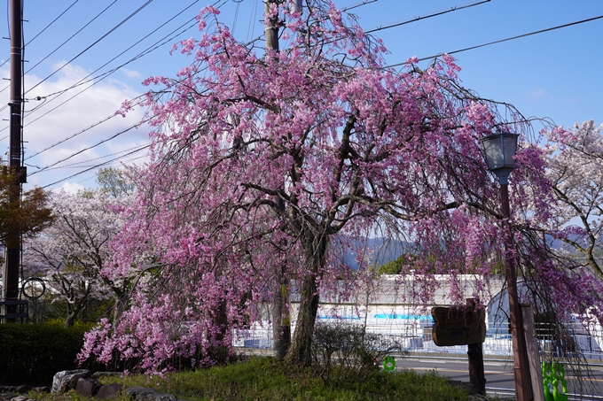 京都_桜_2020_43　七谷川　No70