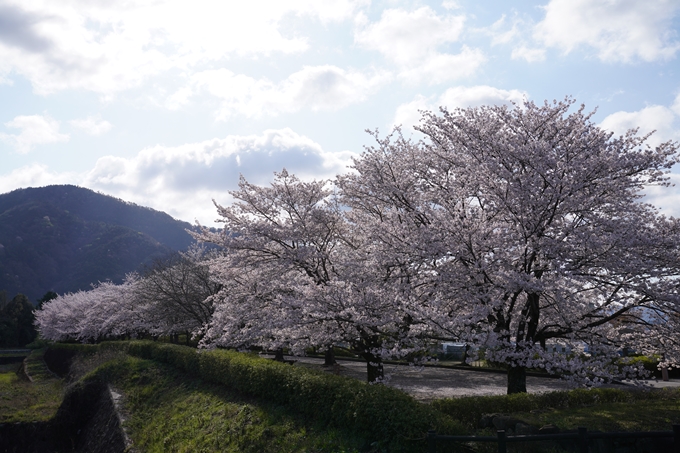 京都_桜_2020_43　七谷川　No71