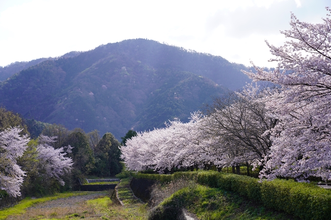 京都_桜_2020_43　七谷川　No72