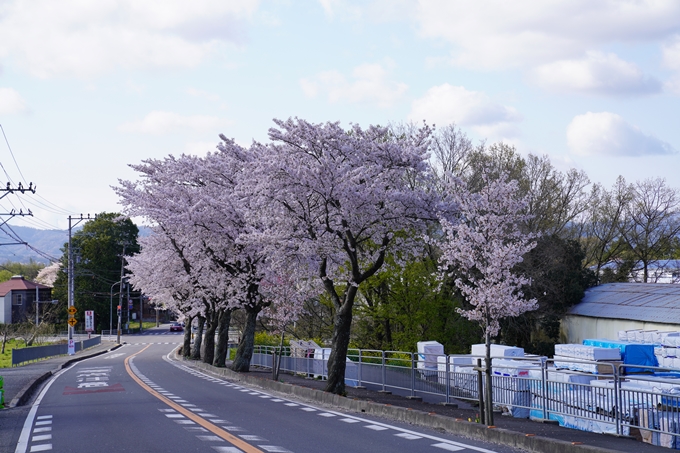 京都_桜_2020_43　七谷川　No73