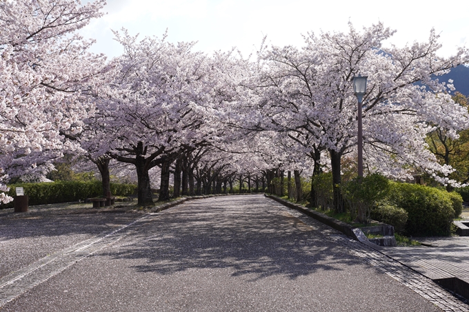 京都_桜_2020_43　七谷川　No74