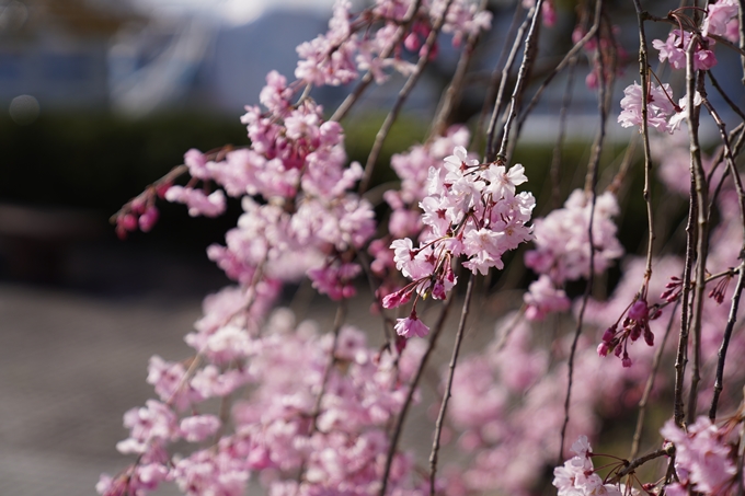 京都_桜_2020_43　七谷川　No75