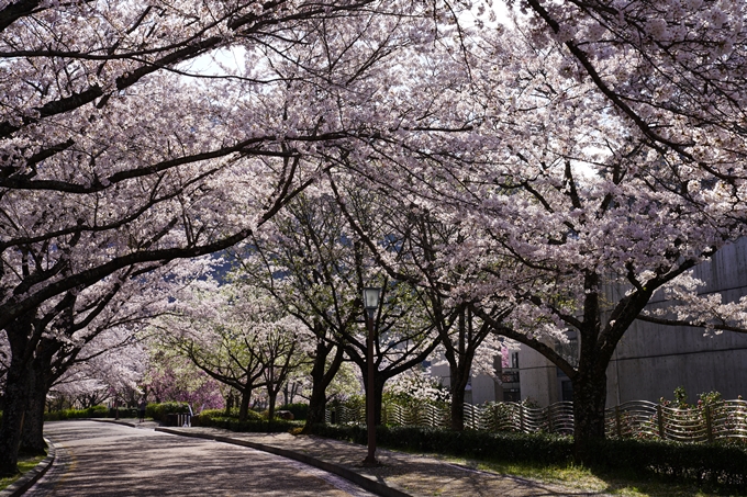 京都_桜_2020_43　七谷川　No76