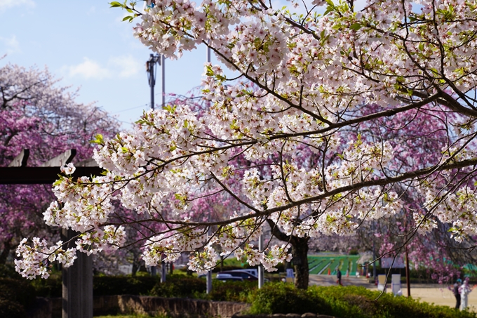 京都_桜_2020_43　七谷川　No77