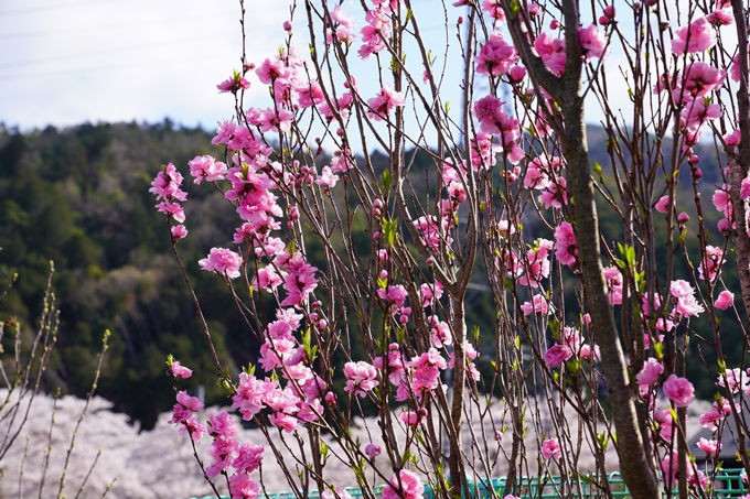 京都_桜_2020_43　七谷川　No78