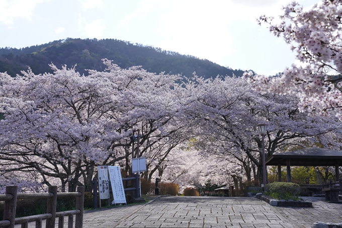 京都_桜_2020_43　七谷川　No79