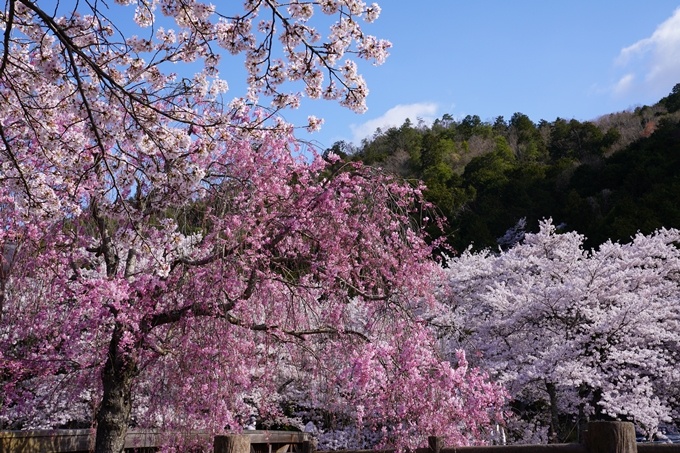 京都_桜_2020_43　七谷川　No80