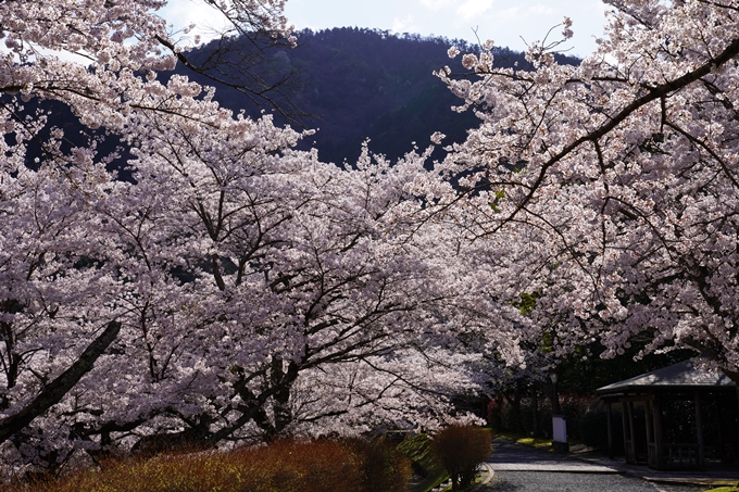 京都_桜_2020_43　七谷川　No81