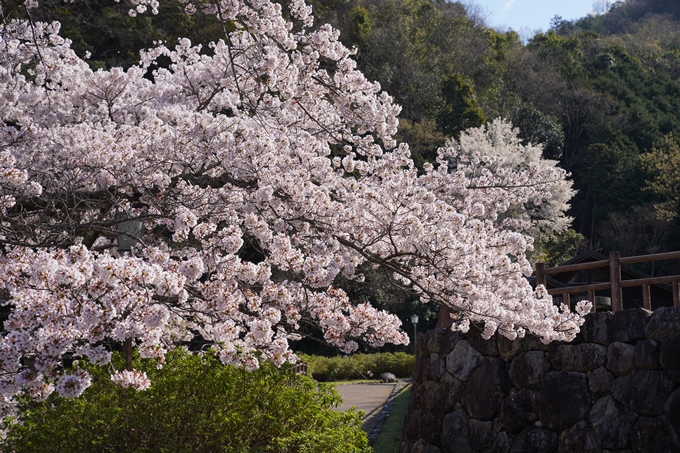 京都_桜_2020_43　七谷川　No83